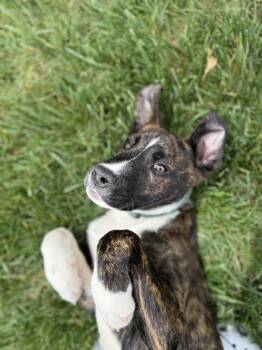 Pit Bull Terrier Dogs Available for Adoption in Aurora, Indiana - Marion Bs : Blaze (Marley) | PetCurious