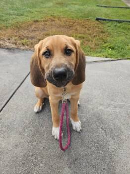 Honey -  Hound Dog for Adoption in Morristown, Tennessee - Honey | PetCurious