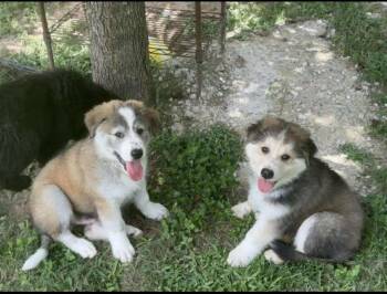 Rescue Alaskan Malamute Dogs for Adoption in Evergreen, Colorado - Buckle | PetCurious