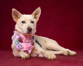 Lucy - ADOPTED -  Mixed Breed Dog for Adoption in Atlanta, Georgia - Lucy - ADOPTED | PetCurious