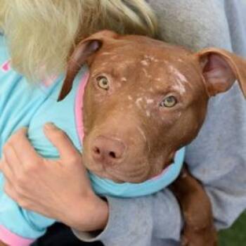 Mixed Breed Dogs Available for Adoption - Cinnamon | PetCurious