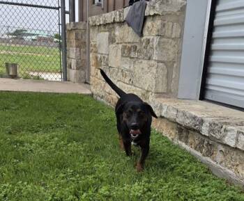 Dachshund Dogs Available for Adoption in Schertz, Texas - Lestat | PetCurious