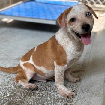 Flounder -  Australian Cattle Dog Blue Heeler and Mixed Breed Dog Available for Adoption in Laredo, Texas - Flounder | PetCurious