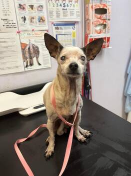 P. HILTON -  Chihuahua Dog for Adoption in New Braunfels, Texas - P. HILTON | PetCurious