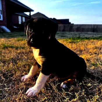 Staffordshire Bull Terrier and Mixed Breed Dogs Available for Adoption in Fayetteville, Arkansas - Bruce | PetCurious