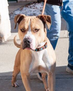 Rescue Mixed Breed Dogs for Adoption in Hamilton Township, New Jersey - Andy | PetCurious