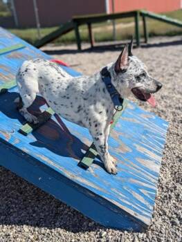 Yum Yum -  Mixed Breed Dog for Adoption in Traverse City, Michigan - Yum Yum | PetCurious