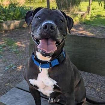 Marley -  Mixed Breed Dog for Adoption in Ashtabula, Ohio - Marley | PetCurious