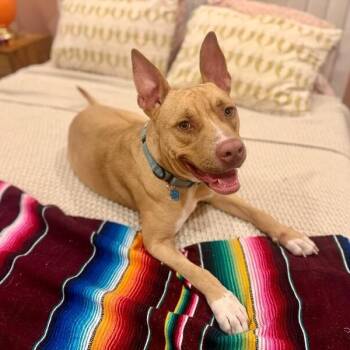 Ivan the Iconic -  Pit Bull Terrier and American Staffordshire Terrier Dog for Adoption in Friendswood, Texas - Ivan The Iconic | PetCurious
