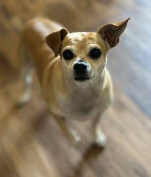Cece -  Chihuahua Dog for Adoption in Groveland, Massachusetts - Cece | PetCurious