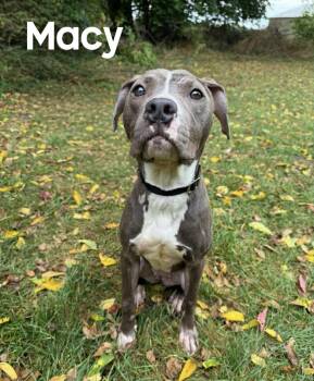 Rescue Boxer and Labrador Retriever Dogs for Adoption in Quincy, Michigan - Macy | PetCurious