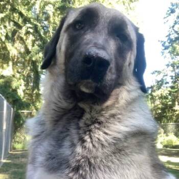 Grace -  Anatolian Shepherd Dog for Adoption in Newport, Washington - Grace | PetCurious