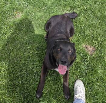 Black Labrador Retriever Dogs Available for Adoption in Carsonville, Michigan - Bo | PetCurious