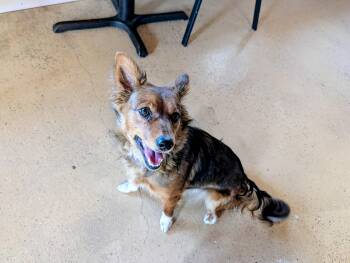 Shetland Sheepdog Sheltie Dogs Available for Adoption in O