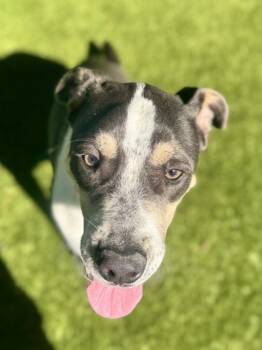 Rescue Black Mouth Cur and Mixed Breed Dogs for Adoption in Fort Worth, Texas - Jafar | PetCurious