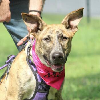 Sweetie -  Shepherd and Pit Bull Terrier Dog for Adoption in Columbia, South Carolina - Sweetie | PetCurious