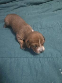 Puppy #4 -  Dachshund Dog for Sale in Kingsland, Texas - Puppy #4 | PetCurious