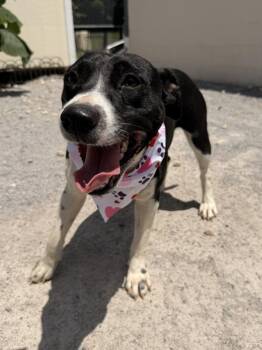 Goldfish -  Labrador Retriever Dog for Adoption in Morristown, Tennessee - Goldfish | PetCurious