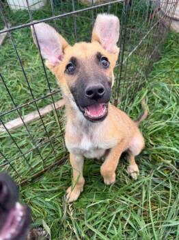 JR -  German Shepherd Dog and Pit Bull Terrier Dog for Adoption in Midway, Utah - JR | PetCurious