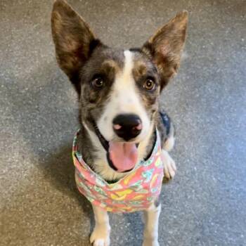 Lexi -  Australian Cattle Dog Blue Heeler and Mixed Breed Dog for Adoption in Metamora, Michigan - Lexi | PetCurious