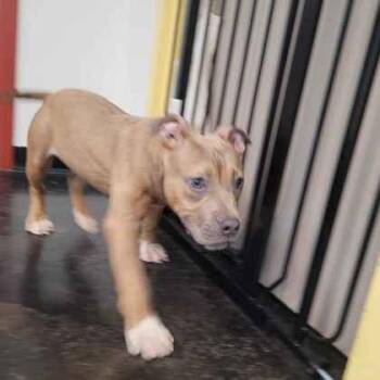 Squishy -  Mixed Breed Dog for Adoption in Memphis, Tennessee - Squishy | PetCurious