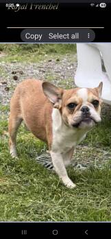 French Bulldog Dogs Available for Adoption in Mary Esther, Florida - Tater Tot | PetCurious