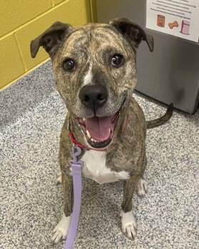 Pit Bull Terrier and Labrador Retriever Dogs Available for Adoption in Golden, Colorado - Allie | PetCurious