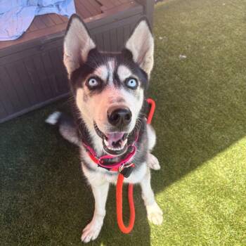 Encino Man -  Husky Dog for Adoption in Philadelphia, Pennsylvania - Encino Man | PetCurious