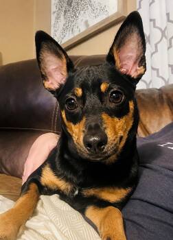 Chiweenie Dogs Available for Adoption in Godfrey, Illinois - Myles | PetCurious