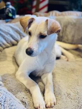 Rescue Yellow Labrador Retriever and Carolina Dog Dogs for Adoption in Winter, Wisconsin - Charm | PetCurious