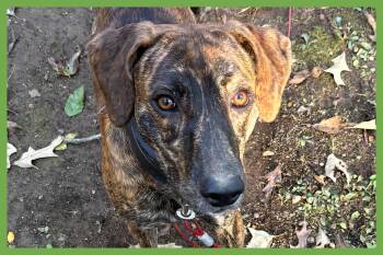 Gage -  Mountain Cur and Coonhound Dog for Adoption in Amherst, Massachusetts - Gage | PetCurious