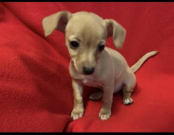 Buffy -  Chihuahua Dog for Adoption in La Palma, California - Buffy | PetCurious