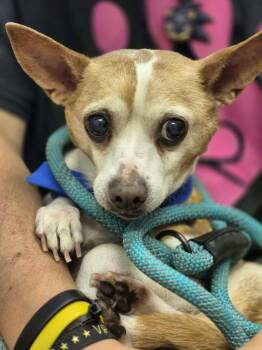 Waldo Whereabouts -  Chihuahua Dog for Adoption in Metairie, Louisiana - Waldo Whereabouts | PetCurious