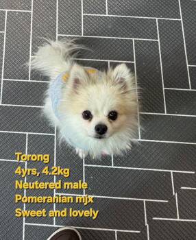 Pomeranian Dogs Available for Adoption - TORONG | PetCurious