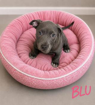 Blu -  Pit Bull Terrier Dog for Adoption in Momence, Illinois - Blu | PetCurious