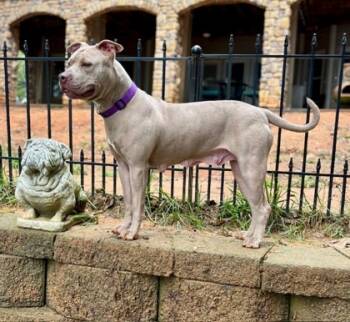 Rescue Mixed Breed Dogs for Adoption in Chamblee, Georgia - Madam - IN FOSTER | PetCurious