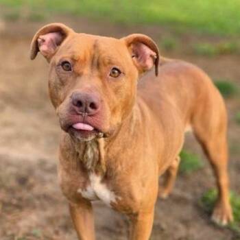 Scooter -  Mixed Breed Dog Available for Adoption in Knoxville, Tennessee - Scooter | PetCurious