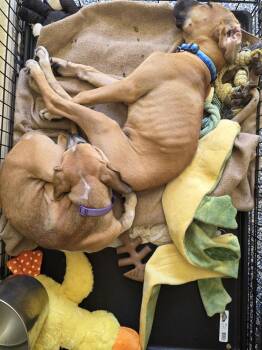 Trisha -  Hound Dog for Adoption in Lakeland, Florida - Trisha | PetCurious