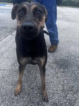 Nika - 1 -  German Shepherd Dog and Mixed Breed Dog for Adoption in Daytona Beach, Florida - Nika - 1 | PetCurious