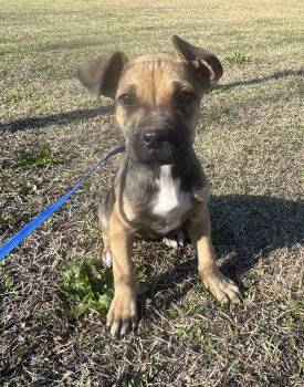 Boxer and Pit Bull Terrier Dogs Available for Adoption - Peyton | PetCurious