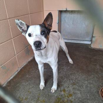 Cattle Dog Dogs Available for Adoption in Gautier, Mississippi - Boomer | PetCurious