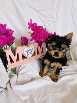 Yorkshire Terrier Dogs Available for Sale in Corona, California - Bear  | PetCurious