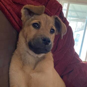 Rescue Catahoula Leopard Dog and Shepherd Dogs for Adoption in Austin, Texas - Lainey JE | PetCurious