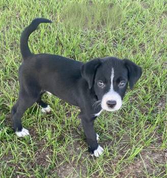 Teddy -  Labrador Retriever and Terrier Dog for Adoption in Glocester, Rhode Island - Teddy | PetCurious