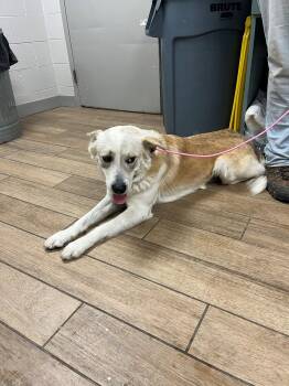 Shepherd Dogs Available for Adoption - Dart | PetCurious