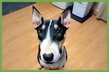 Rescue Bull Terrier Dogs for Adoption in Amherst, Massachusetts - Zero | PetCurious