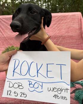 Rocket -  Mixed Breed Dog for Adoption in Sharpsburg, Georgia - Rocket | PetCurious