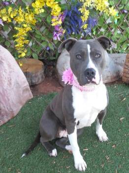 Pit Bull Terrier and Mixed Breed Dogs Available for Adoption - JUDGE JUDY | PetCurious