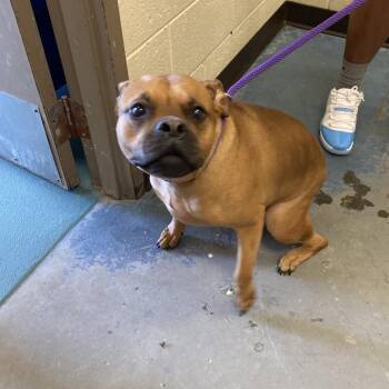Dior -  Mixed Breed Dog for Adoption in Memphis, Tennessee - Dior | PetCurious