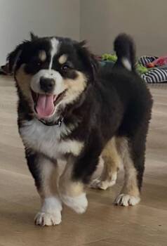 German Shepherd Dog and Siberian Husky Dogs Available for Adoption - Stout | PetCurious